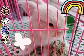 给小核桃编织草球，简单易学，既可以玩又可以吃，小兔开开心心