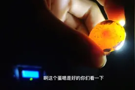 鹌鹑孵化第五天照蛋，自己家养效果还不错！