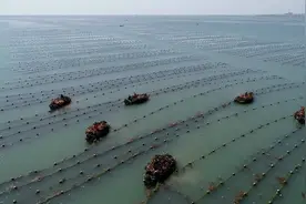 山东荣成：海带迎来收获旺季视频封面