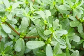 便秘不要急！一种野菜，每天吃2口，通畅润便一身轻！视频封面