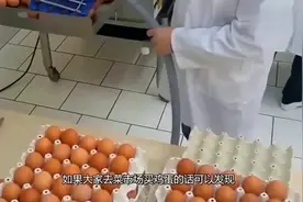 同样是鸡蛋，白壳蛋和黄壳蛋到底有何区别？别再假装懂了!