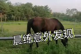 意外发现潍坊马场，可以教马术，荷花池环绕，多数人不知道视频封面