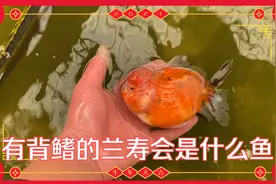 西北鱼王、有背鳍的兰寿会是什么鱼？拥有300亩渔场的男人视频封面