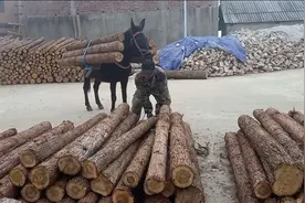 一匹骡子的重量是两百多公斤，大家说它能驮多少的重量