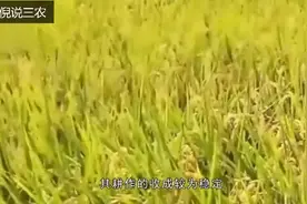 在中国大米是主食，但欧美人却不吃大米，是觉得做饭麻烦吗？