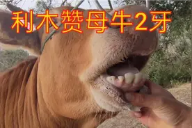 利木赞母牛2牙，重量已经达到950斤这种牛真的稀少