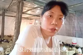 小凤养殖土鸡遇到小鸡糊肛现象，只用了两种药就轻松搞定了视频封面