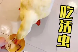 小福的宝贝鸭鸭为什么这么肥？看它吃活的面包虫吃得多香就知道啦视频封面