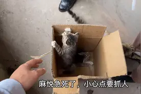 猫妈妈太护崽了！麻悦小猫都两个月大了，还是这么舍不得