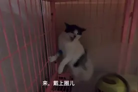 猫“疯了”！“狂犬病”爆发？见医生跟见了杀父仇人一样，红眼了视频封面