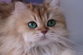 猫界颜值扛把子长毛猫，举手投足中都透露着高贵冷艳的气质