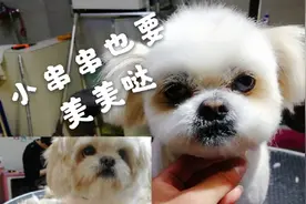 小串串狗狗美容前后对比，差距太大啦，网友：宠物美容师真厉害啊