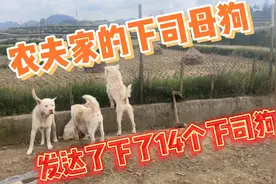 今天遇到一个养下司狗农夫！他说下司狗下了14个狗仔有空过去看视频封面