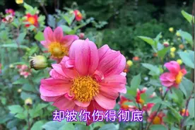 终于找到《死心塌地去爱你》的原唱了，独特的嗓音， 无人能超越视频封面