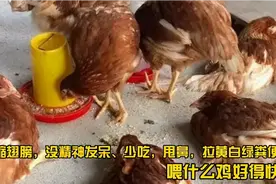 鸡头缩翅膀，没精神、少吃，甩鼻，拉黄白绿粪便，喂什么好得快视频封面