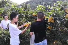 黄金梨成熟了，幺哥教你挑梨子诀窍，记住歪桃正梨准没错视频封面