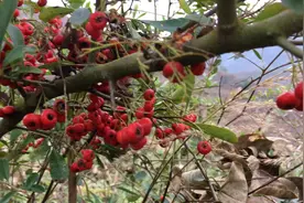 红籽儿树，因为带刺在农村砍柴烧都没人要，却是很好的盆景素材视频封面