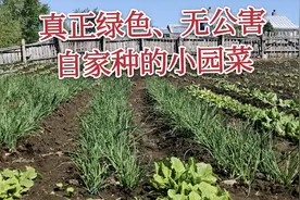 黑龙江哈尔滨农村自家小园种了10几种绿色蔬菜,城里人很难吃到视频封面