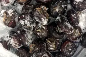 五斤马蹄莲我们这边叫地梨子，生吃脆甜，就是难削视频封面