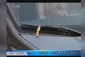 太吓人！威海这辆车里钻进一条大蛇，司机赶紧这样做……视频封面