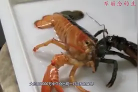 绝版的小龙虾：身材两边不一个颜色，网友：一半熟了一半生的？视频封面