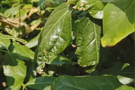 蜡梅叶子像烧焦了一样怎么办，不用担心我来给你讲一讲视频封面