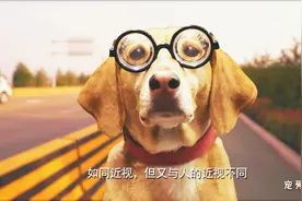 狗的世界是黑白的吗？一组镜头呈现狗狗的视觉效果，我们被惊到了