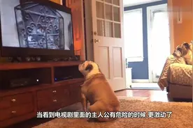 狗狗陪主人看恐怖片，整个过程，一部鬼片硬生生看成了喜剧