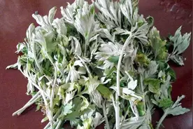 艾草被称为“百草之王”，嫩叶可以食用，口感非常不错视频封面