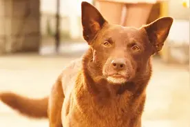 主人意外去世，狗狗用一辈子去寻找，最后死在主人坟前视频封面