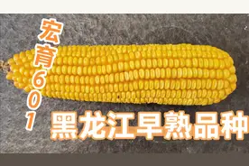 黑龙江高产玉米种子，适合第二积温带下线，第三积温带上线种植。视频封面