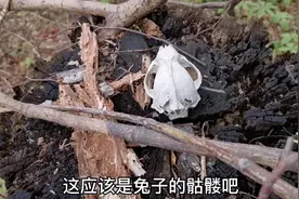 林区小伙上山采野菜，惊喜发现狍子踪迹还有动物骨，树洞疑似熊窝视频封面