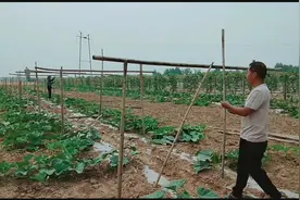 来看看葫芦哥怎样给葫芦搭架子