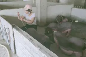 陆川猪配杜洛克生出来的黑猪，抗病能力比其他品种强，亲身体会视频封面