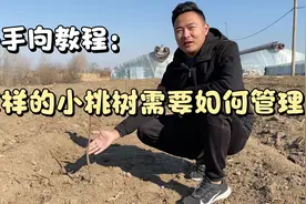 “刚种植的小桃树苗”是否需要浇水和施肥？原来这些都是有技巧的视频封面