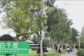 白千层 一种神奇的植物 是谁扒了它的皮？?视频封面