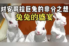 想知道安哥拉巨兔吃起来什么味吗？兔兔这么大，一锅肯定炖不下！视频封面