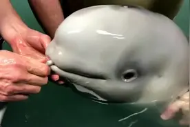 白鲸宝宝喂奶视频，啧啧的吸吮声真是萌化了视频封面