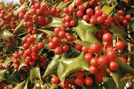 历经7-8年的野生苟骨树，又名狗儿刺树，果实居然这么红又多视频封面