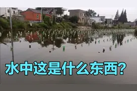 皖南农村的池塘里面这一排排的可乐瓶是做什么的'？一直困惑着我视频封面