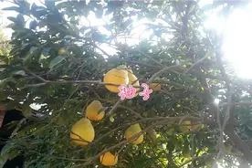 湖南衡阳乡村江南特产视频封面