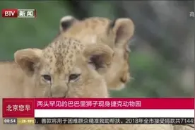 罕见“巴巴里狮子”幼崽现身捷克动物园 圆头圆脑萌翻全场！视频封面
