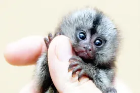 最小的猴子出生就只豆那点大，人类喜欢当宠物养超可爱的!