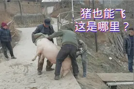 农村里的猪怎么飞，大哥一袋子能让猪飞起来太有才了！