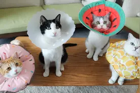猫咪试戴4款伊丽莎白圈，优缺点一目了然，你选对了吗？视频封面