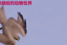 五彩缤纷的动物世界视频封面
