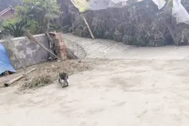 猫咪化身黑猫警长视频封面
