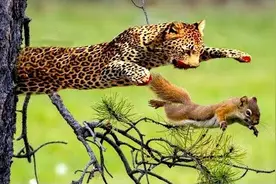 实拍花豹上树抓松鼠,面对敏捷的猎手,松鼠一命呜呼了视频封面