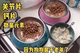 4猫2狗家庭，周末时间当然是献给家里的主子啦！看看我家伙食咋样