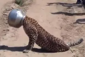 豹子饥渴难耐去村子里找水喝，头却卡在罐子里了，真是快被蠢哭了